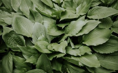 Replace Your Hostas with these 6 Native Plants