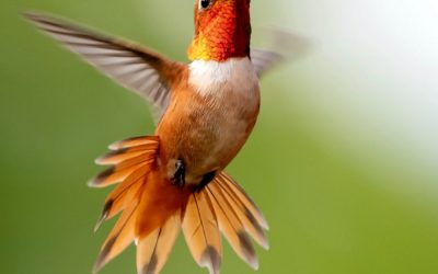 Attract Hummingbirds Using Native Plants
