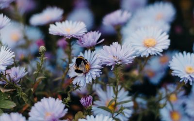 The Benefits of Using Native Plants